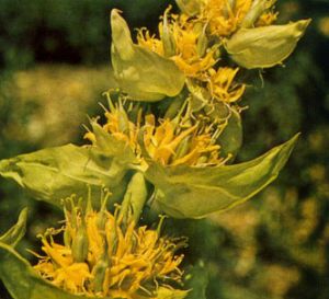 Genciana