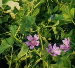 Malva