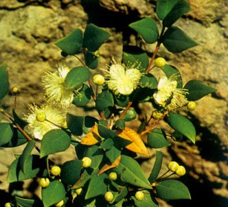 Fotografía de la planta Mirto - Arrayán