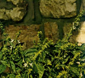 Albahaca