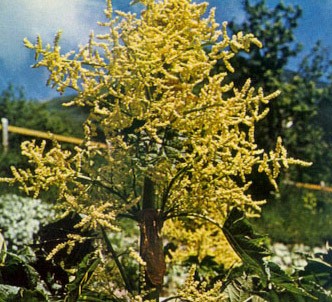 Fotografía de la planta Ruidarbo