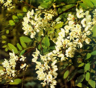 Fotografía de la planta Acacia P.