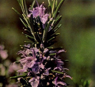 Fotografía de la planta Romero