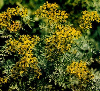 Fotografía de la planta Ruda