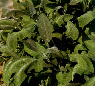 Fotografía de la planta Salvia