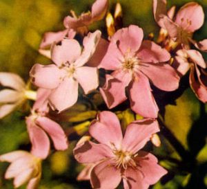 Saponaria