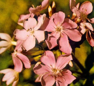 Fotografía de la planta Saponaria