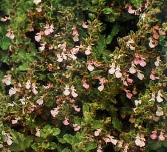 Fotografía de la planta Camedrio