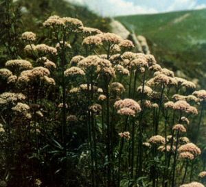 Valeriana