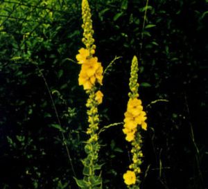 Gordolobo amarillo