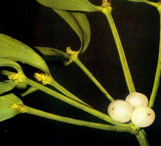 Fotografía de la planta Muérdago