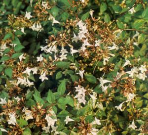 Abelia