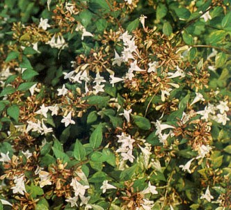 Fotografía de la planta Abelia