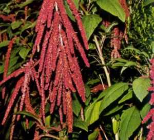 Amaranto