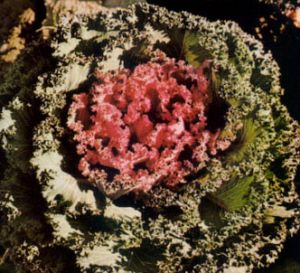 Berza ornamental