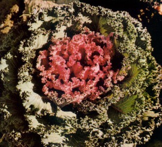 Fotografía de la planta Berza ornamental