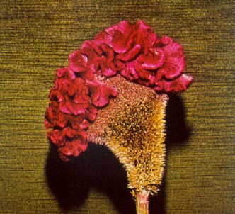 Fotografía de la planta Celosía - Cresta de gallo