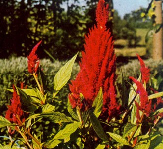 Fotografía de la planta Amaranto plumoso
