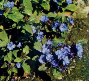 Falso plumbago