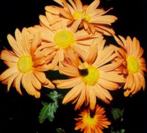 Crisantemo flores semidobles