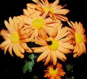 Fotografía de la planta Crisantemo flores semidobles