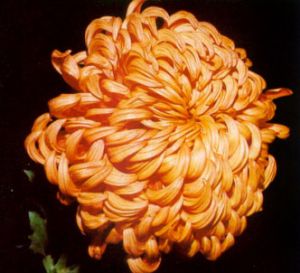 Crisantemo flores esféricas