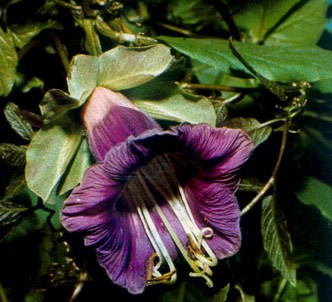 Fotografía de la planta Cobea