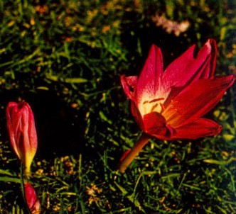 Fotografía de la planta Cólquico