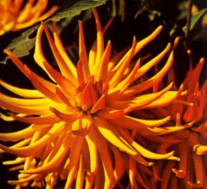 Dalia cactus