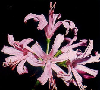 Fotografía de la planta Nerina