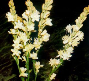 Tuberosa
