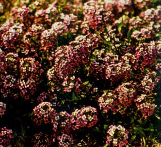 Fotografía de la planta Aliso