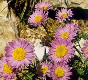 Aster