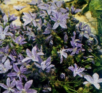 Fotografía de la planta Campánula