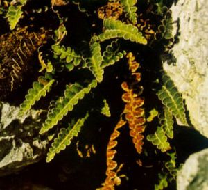 Doradilla
