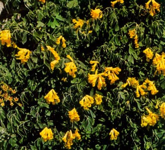 Fotografía de la planta Fumaria amarilla