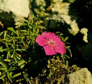 Clavel de los alpes