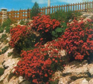 Clavel rojo