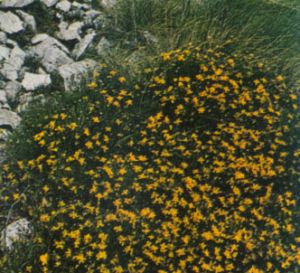 Retama estrellada
