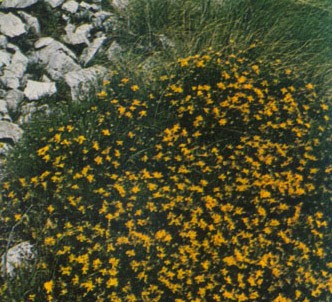 Fotografía de la planta Retama estrellada