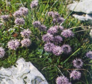 Globularia menor