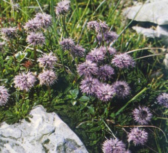 Fotografía de la planta Globularia menor