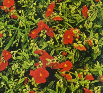 Fotografía de la planta Jarilla