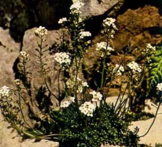 Fotografía de la planta Hutchinsia