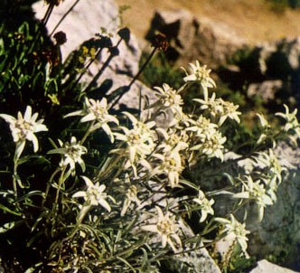 Fotografía de la planta Flor de nieve - Lentopodio