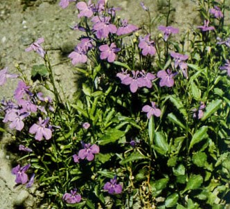 Fotografía de la planta Lobelia azulada