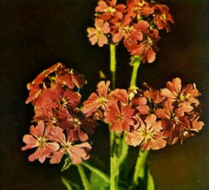 Flor de júpiter