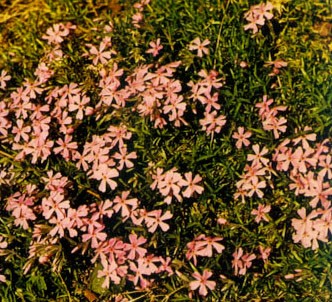 Fotografía de la planta Flox S.
