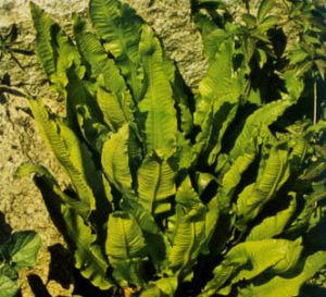 Lengua de ciervo