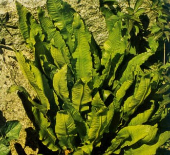 Fotografía de la planta Lengua de ciervo